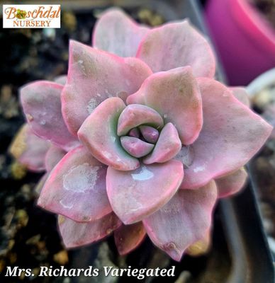 Graptoveria Mrs. Richards Variegated