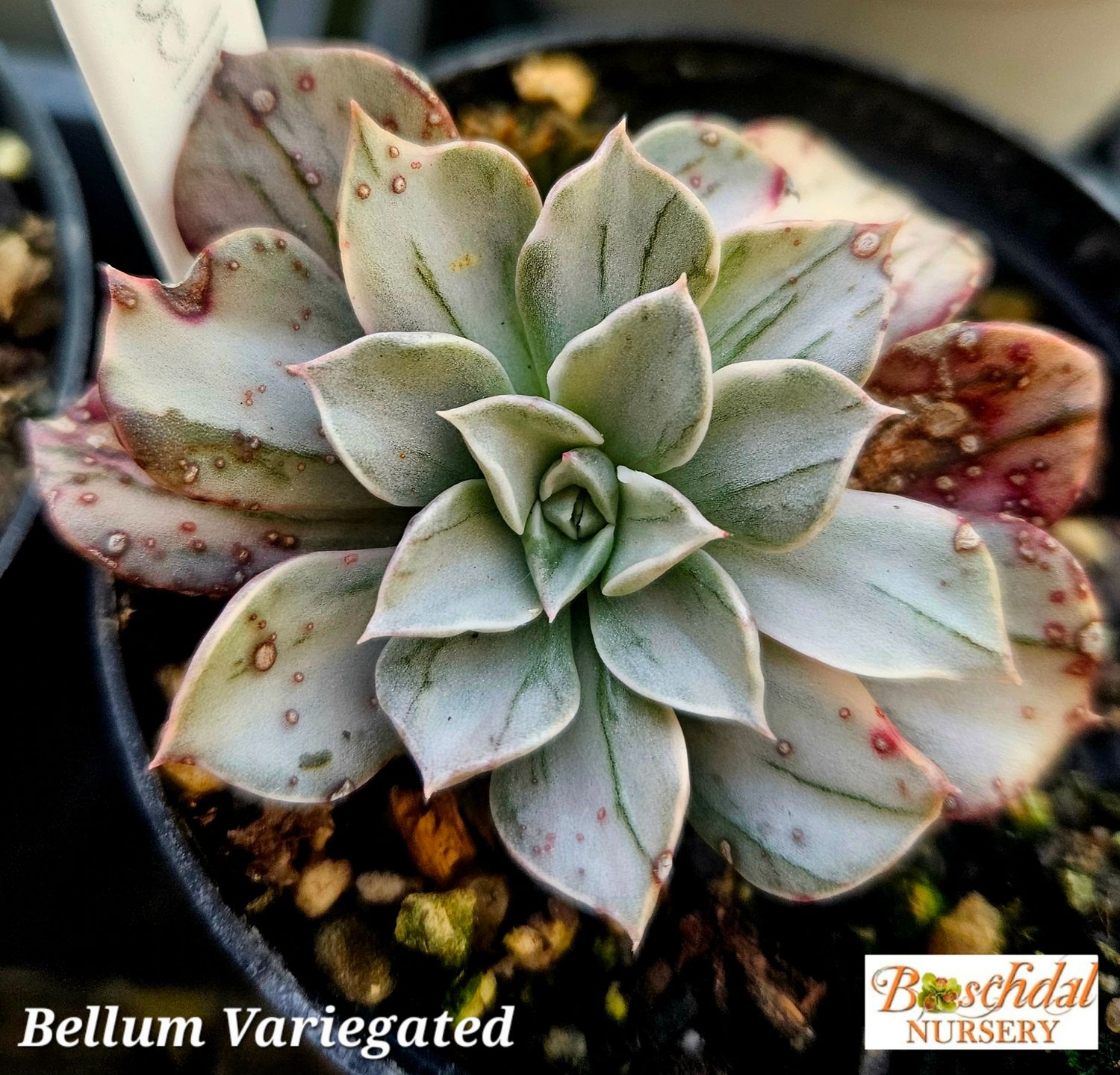 Graptoveria Bellum Variegated