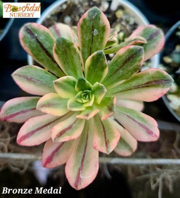 Aeonium Bronze Medal