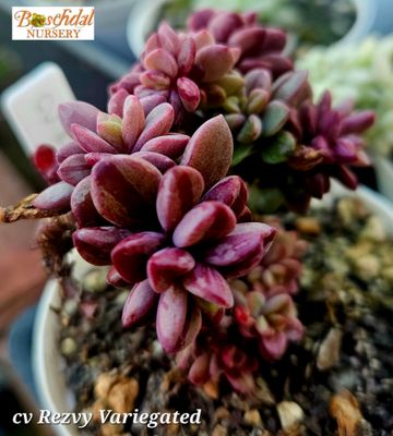 Rezvy Variegated