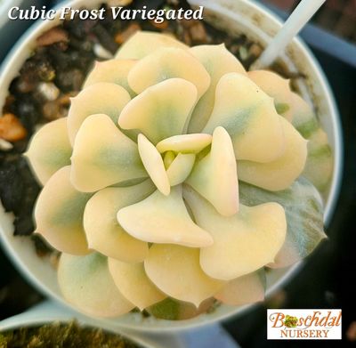 Echeveria Cubic Frost Variegated