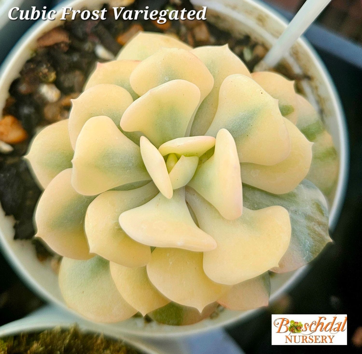Echeveria Cubic Frost Variegated