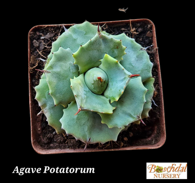 Agave Potatorum