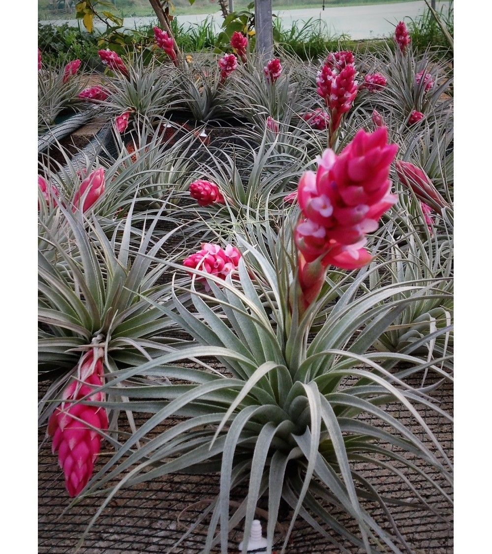 Tillandsia Houston red princess