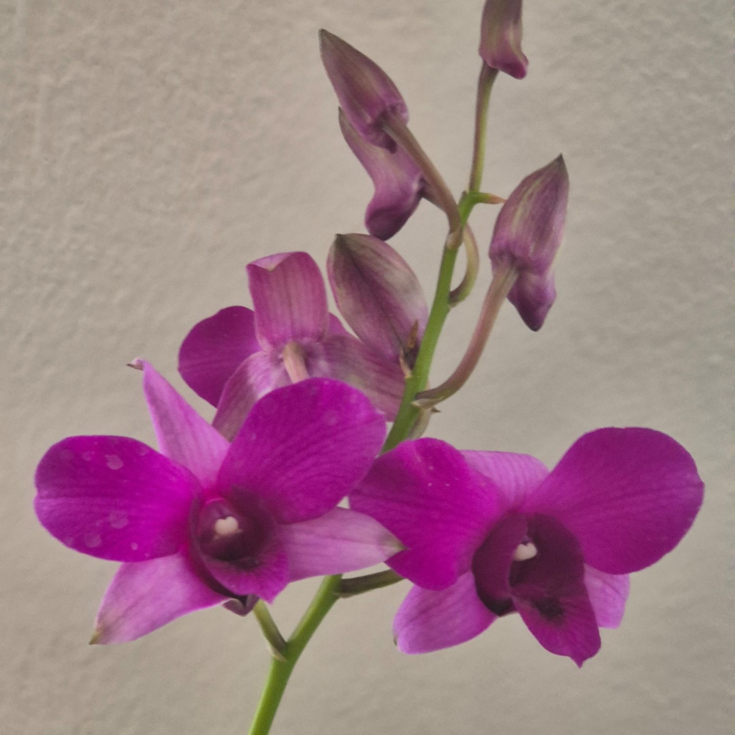 Dendrobium Phalaenopsis purple princess