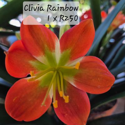 Clivia Rainbow