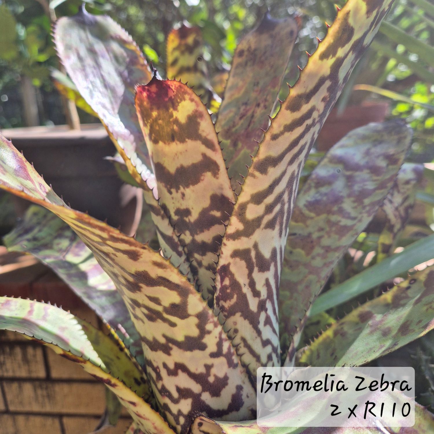 Bromelia billbergia Zebra