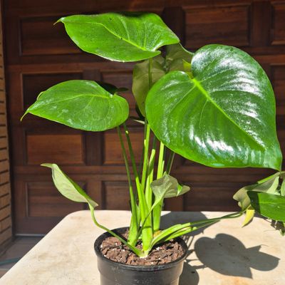 Monstera 14cm