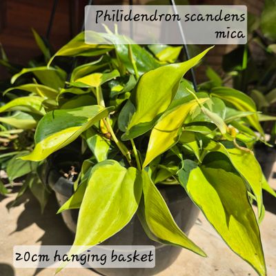 Philidendron scandens mica 20cm hanging basket