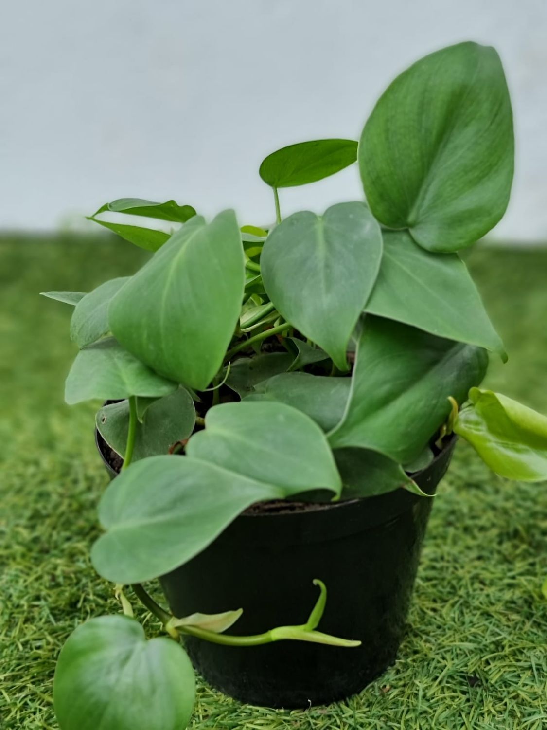 Philidendron scandens heart leave
