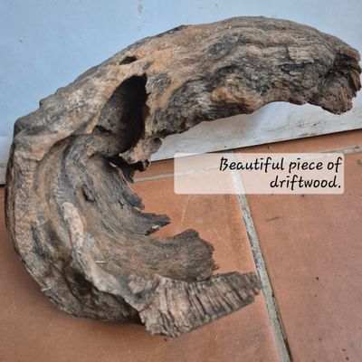 Driftwood