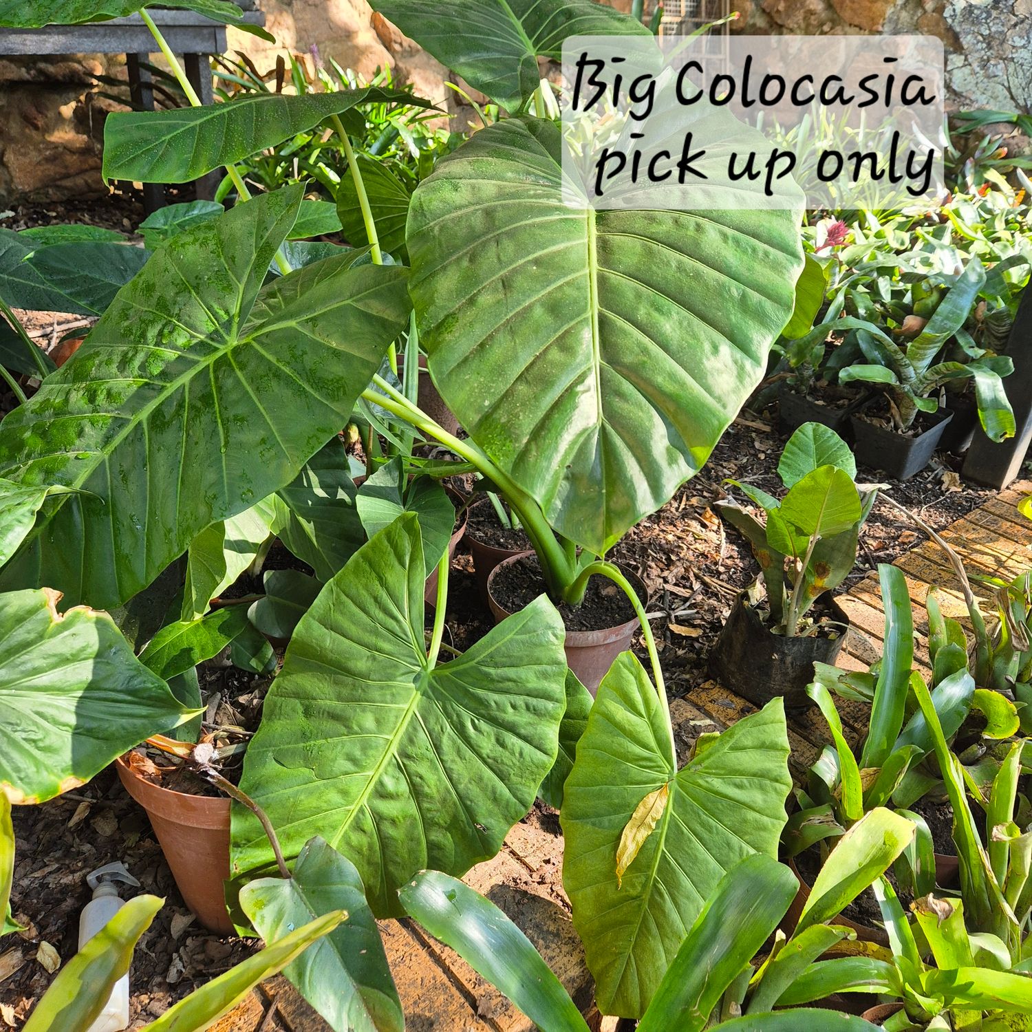 Colocasia- elephant ears