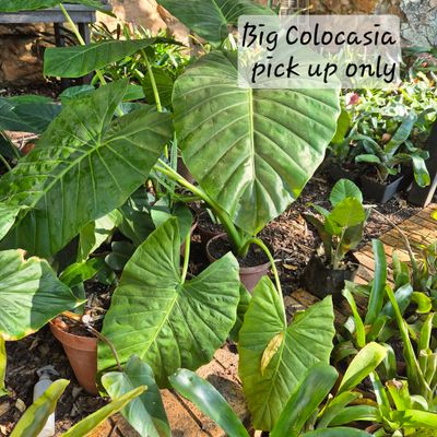 Colocasia- elephant ears