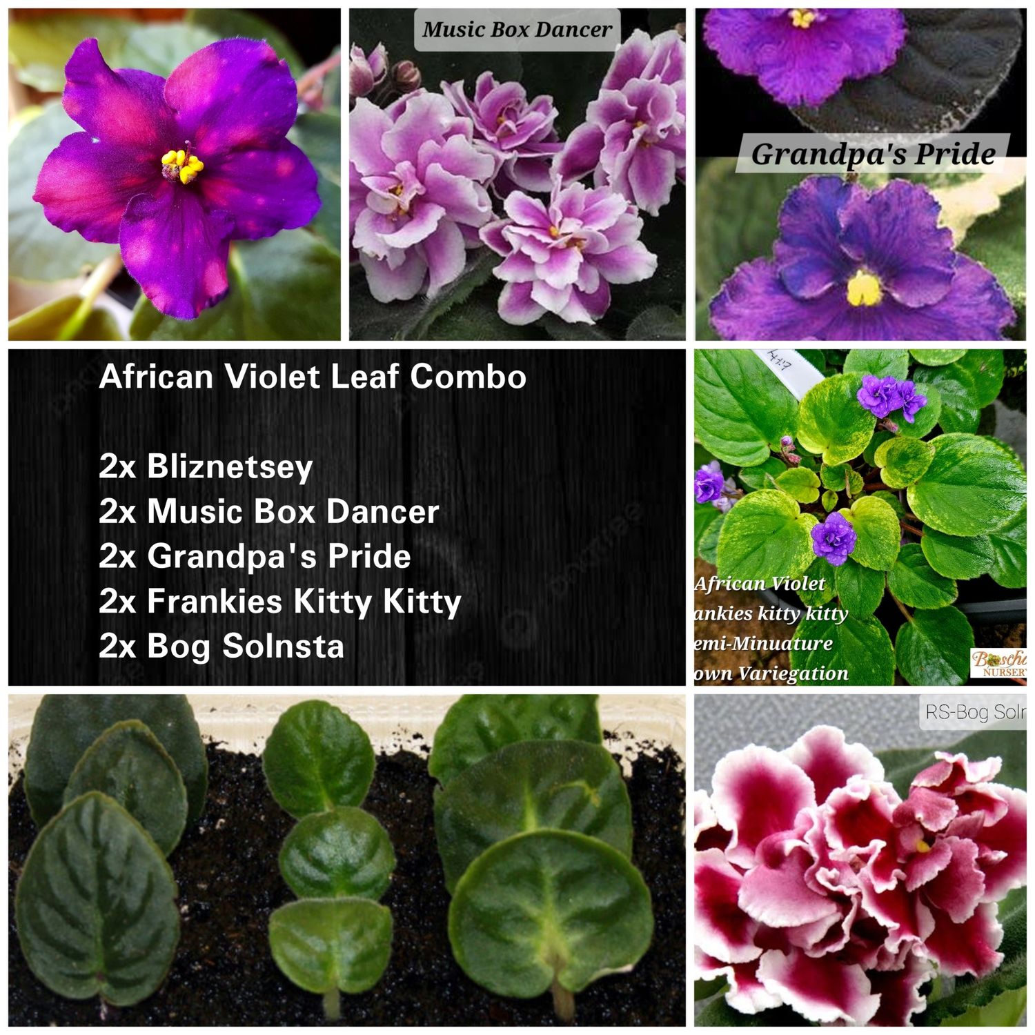 African Violet Leaf Combo A