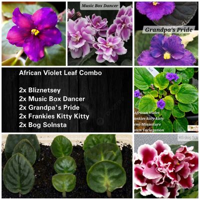 African Violet Leaf Combo A