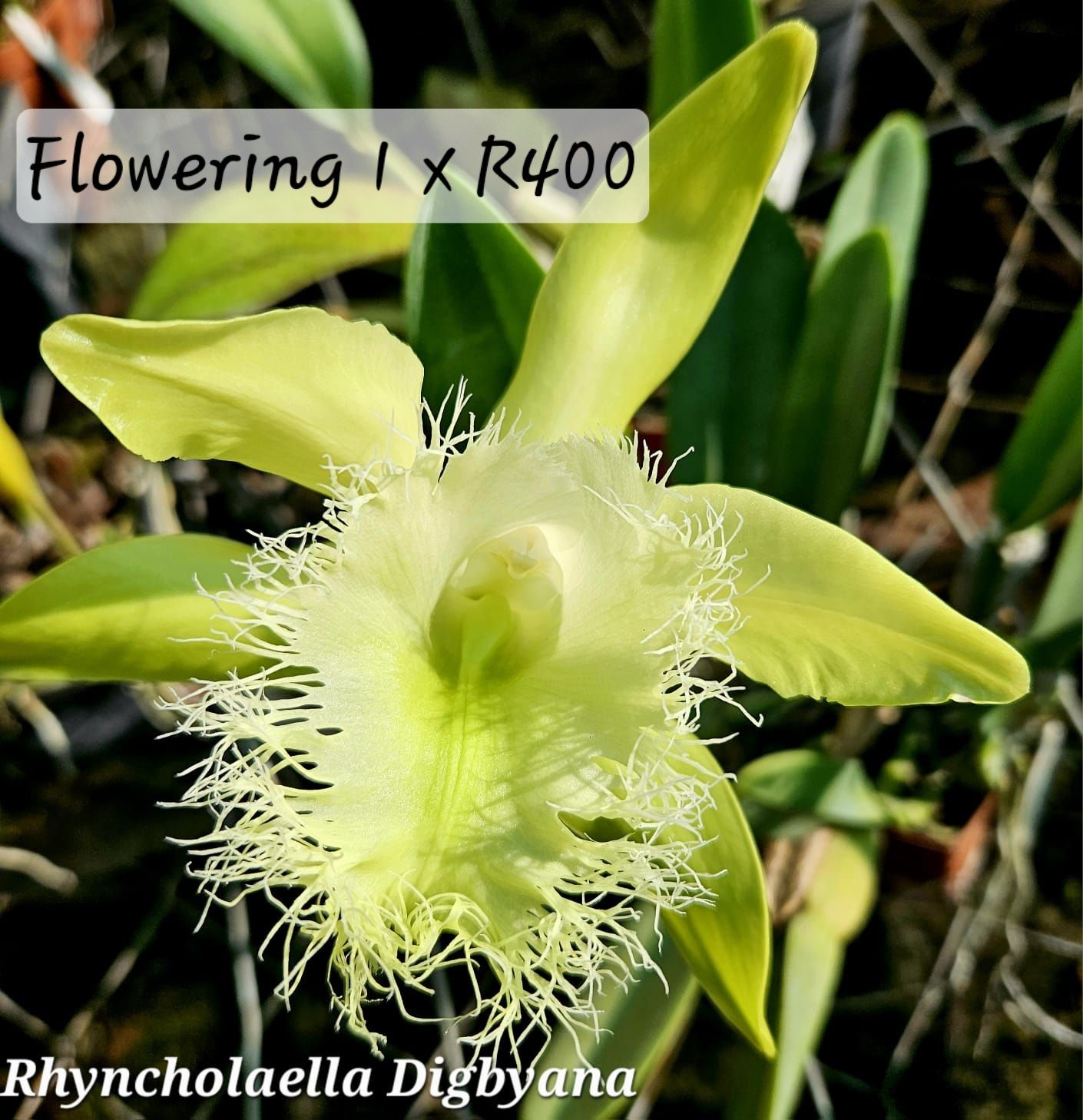 Rhyncholaella digbyana