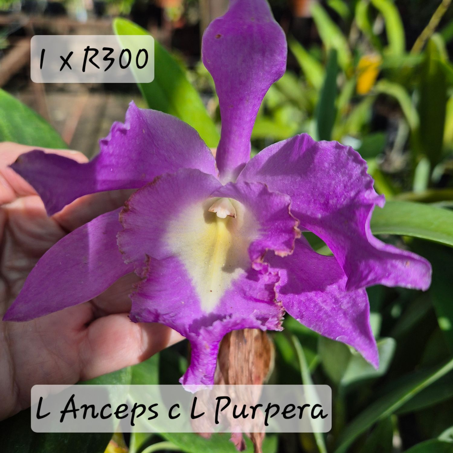 L. Speciosum x L. Anceps x L. Purperata