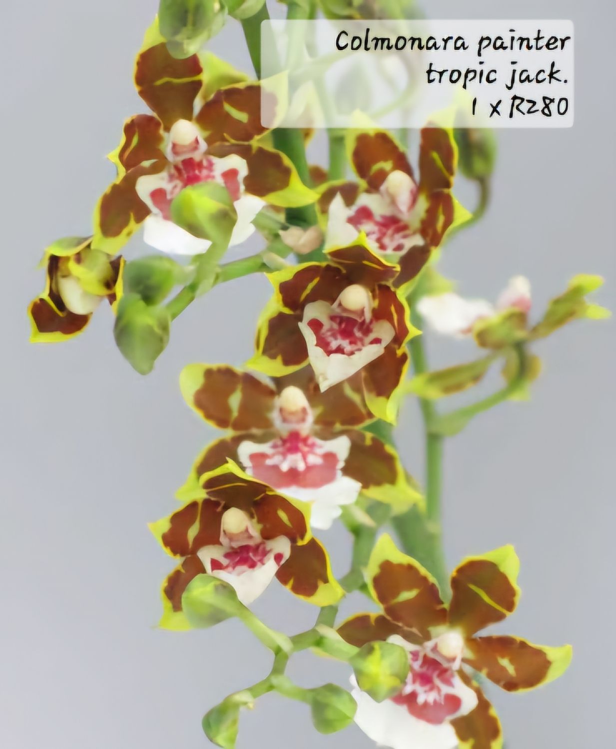Colmenara painter tropical jack