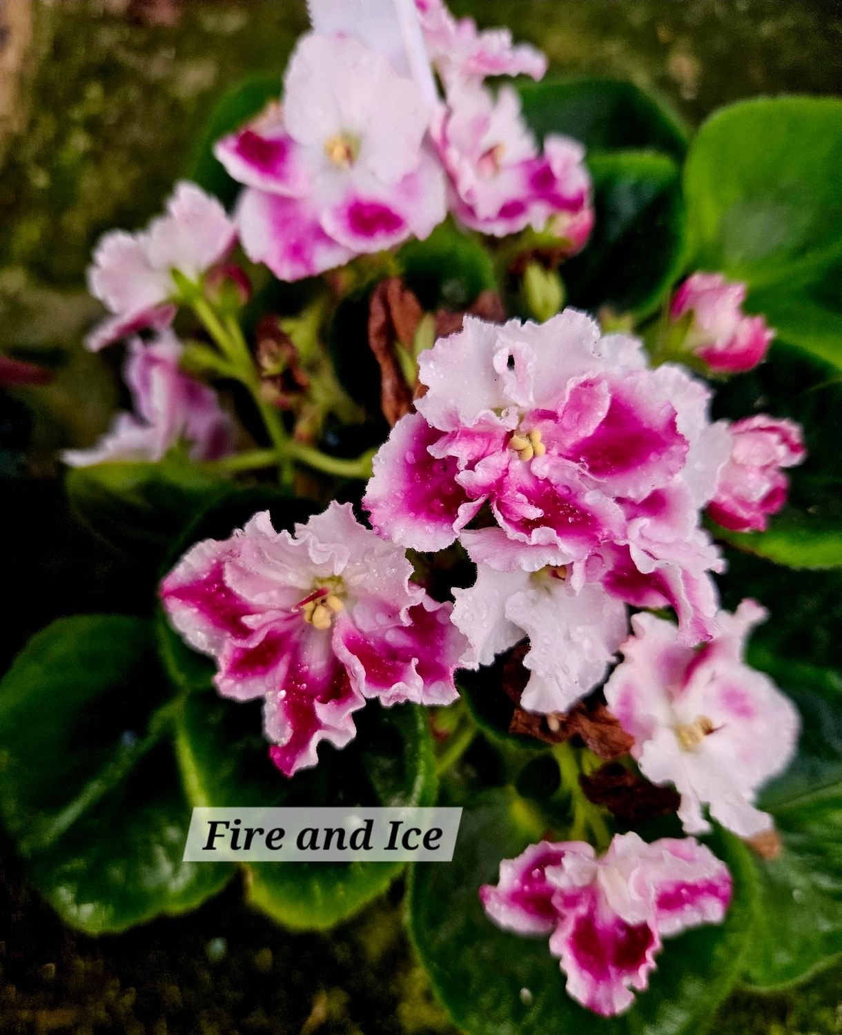Fire and Ice Starter Plant