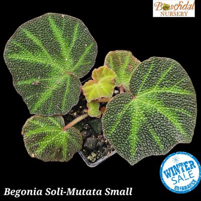 Begonia Soli-Mutata