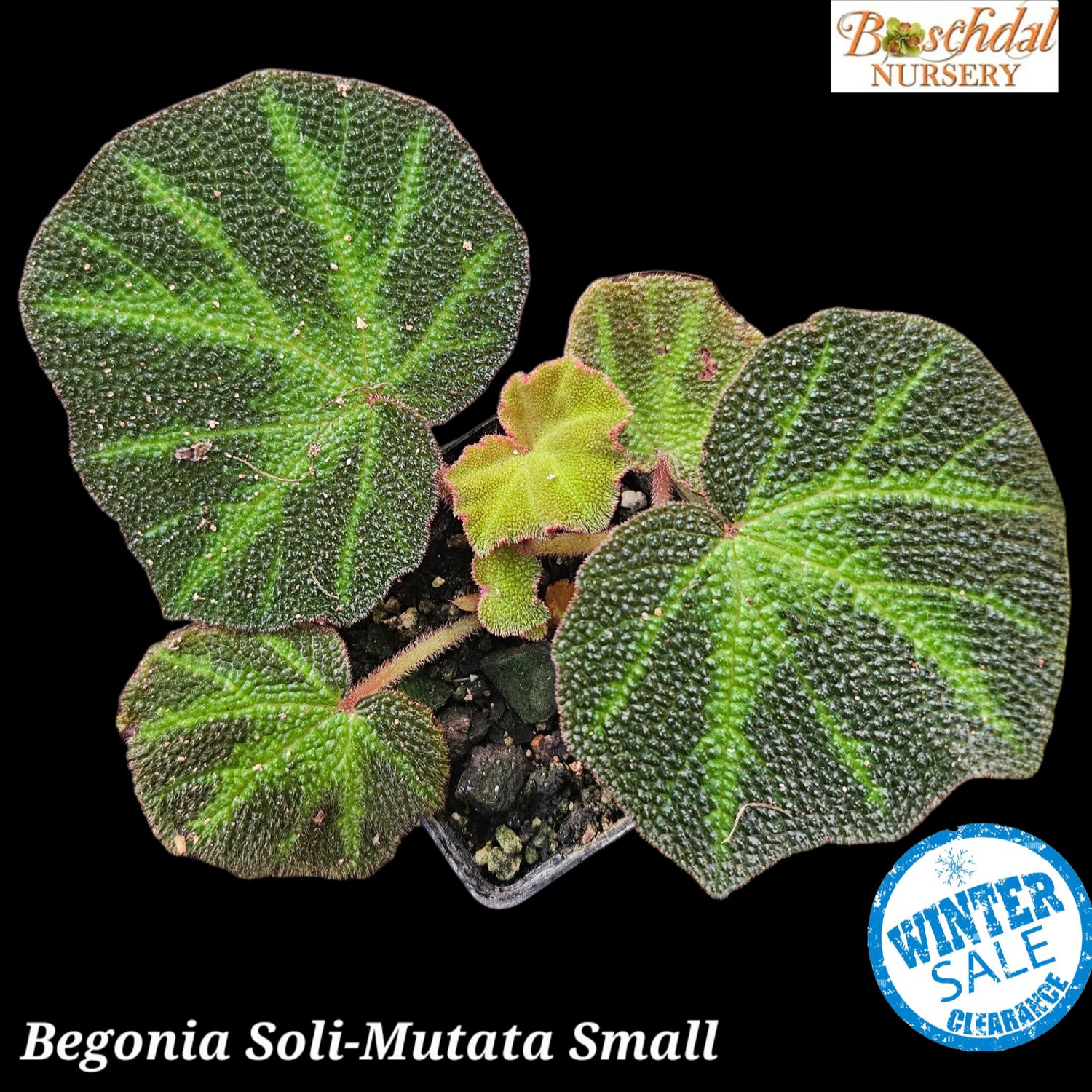 Begonia Soli-Mutata