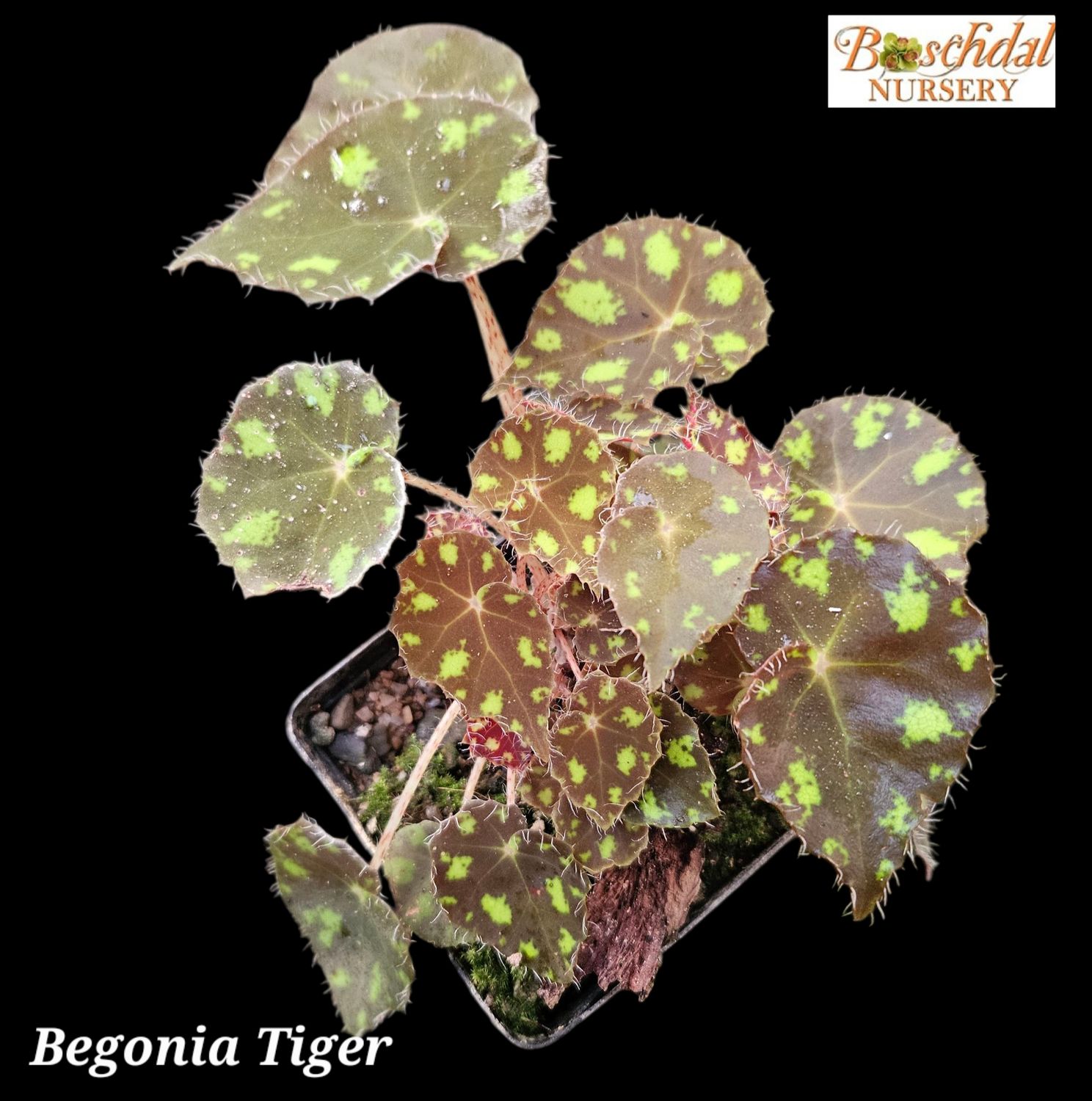Begonia Tiger