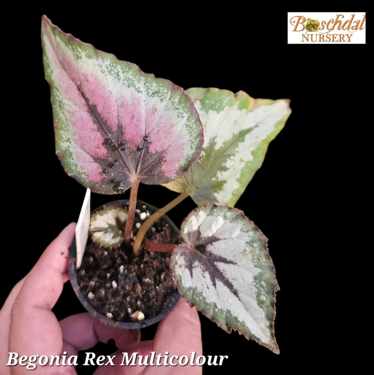 Begonia Rex Multicolour