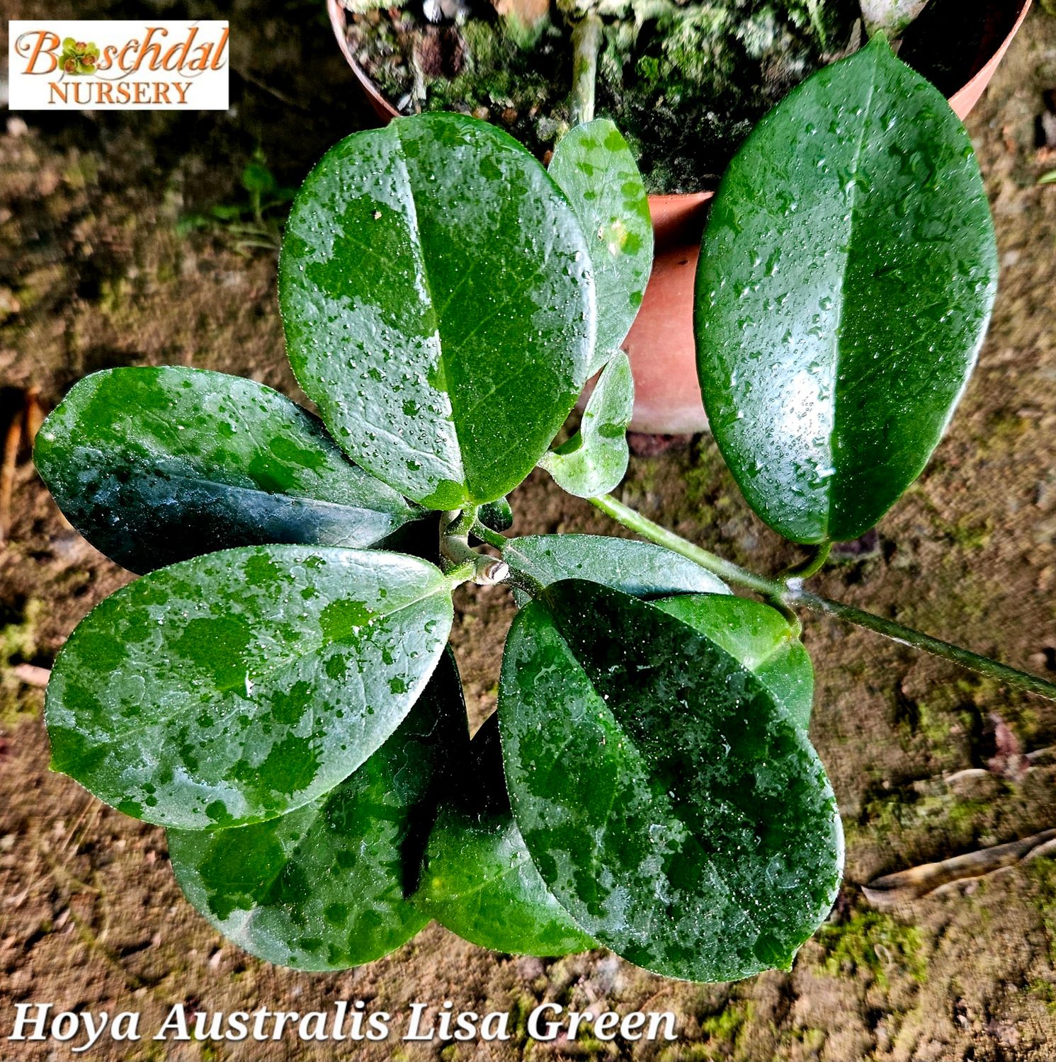 Hoya Australis Lisa Green