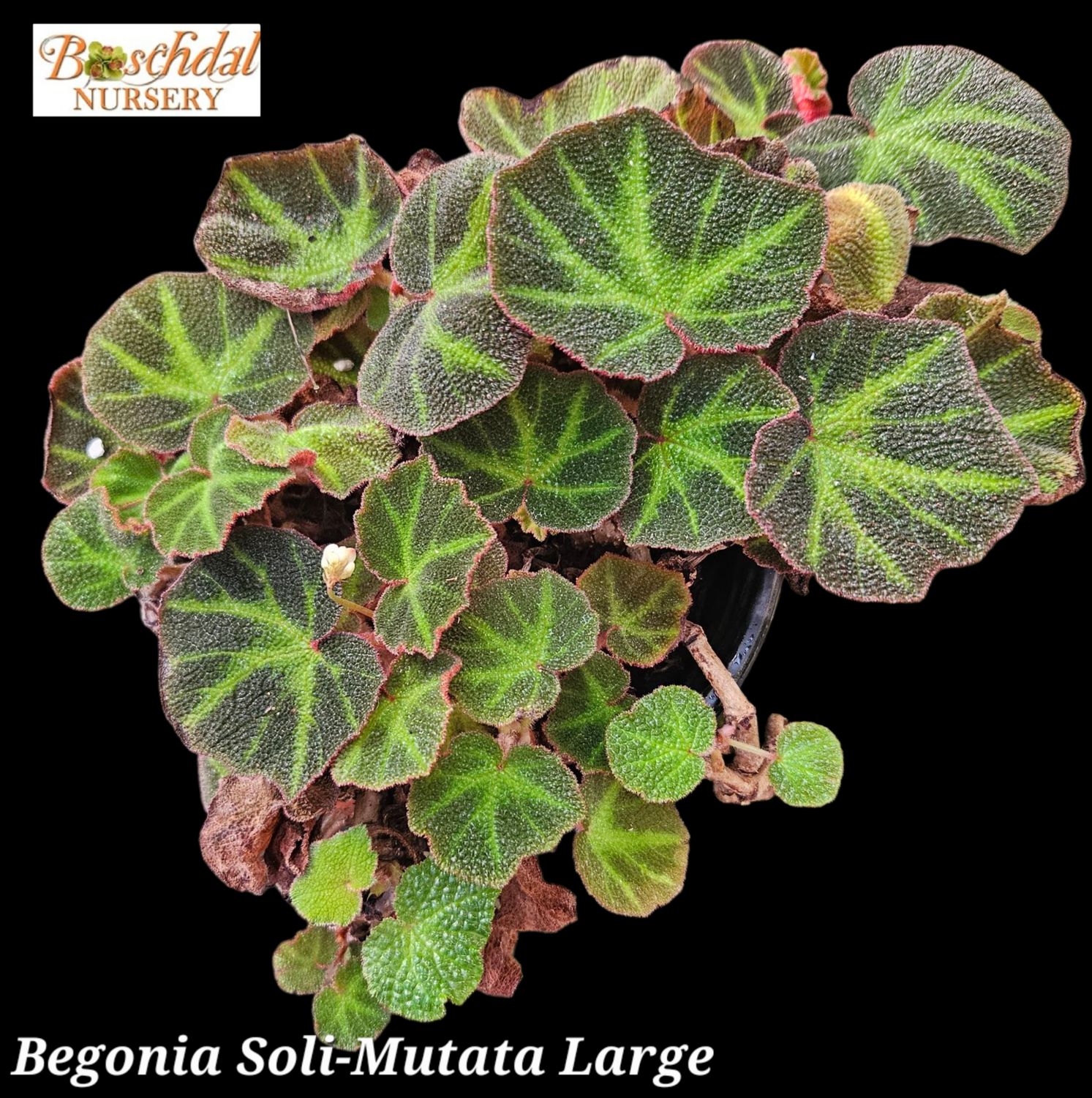 Begonia Soli-Mutata XL