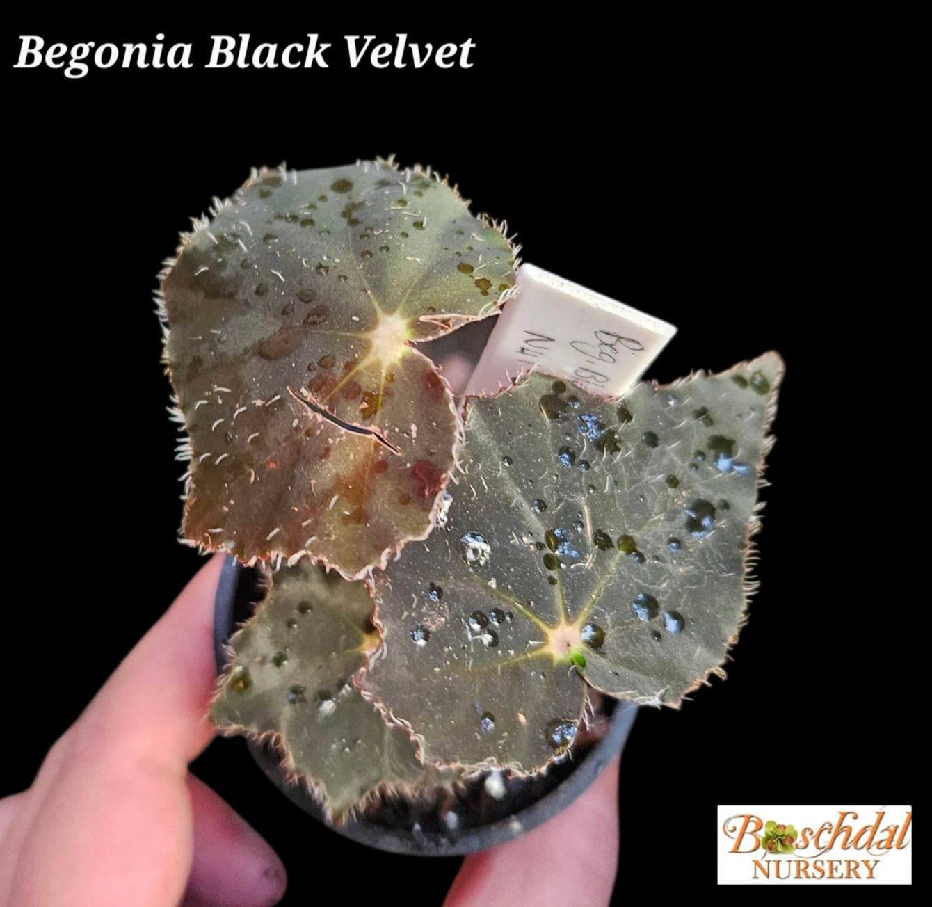 Begonia Black Velvet