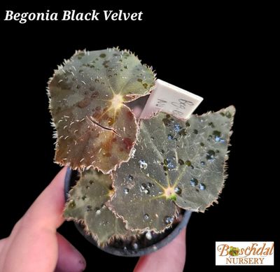 Begonia Black Velvet Small 5cm Begonia Black Velvet Small 5cm