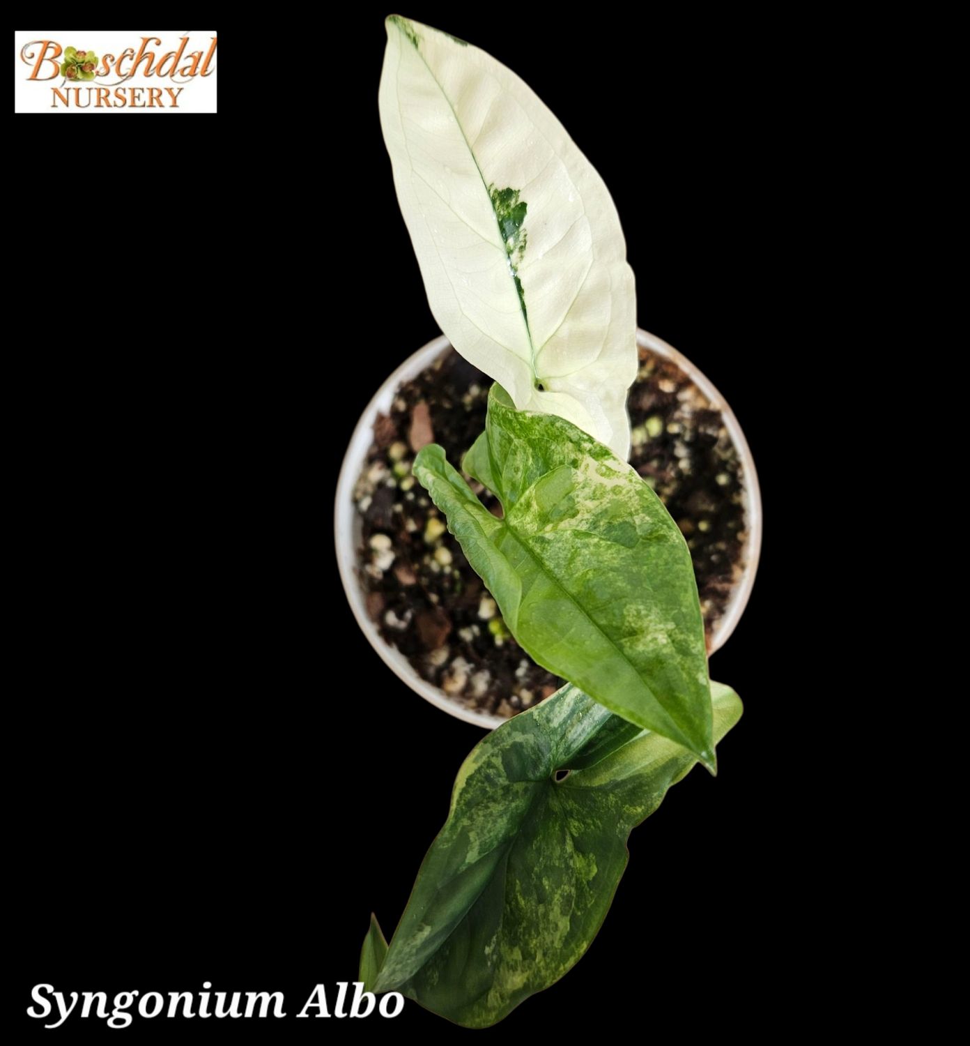 Syngonium albo