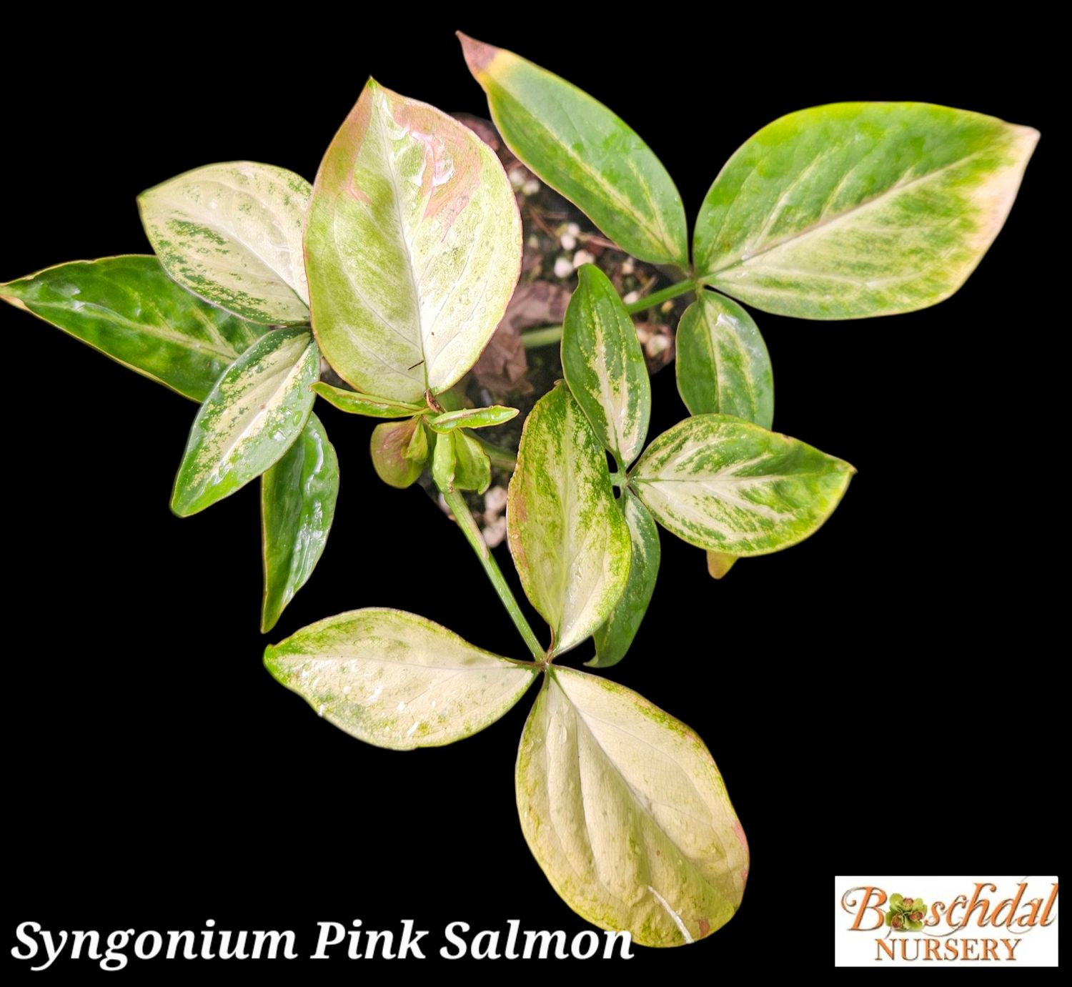 Syngonium Pink Salmon