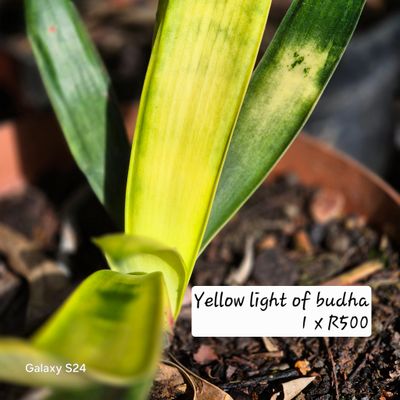 Light of budha