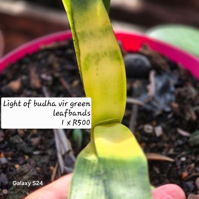 Light of budha