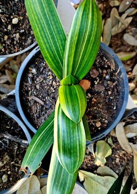 variegated Clivia 