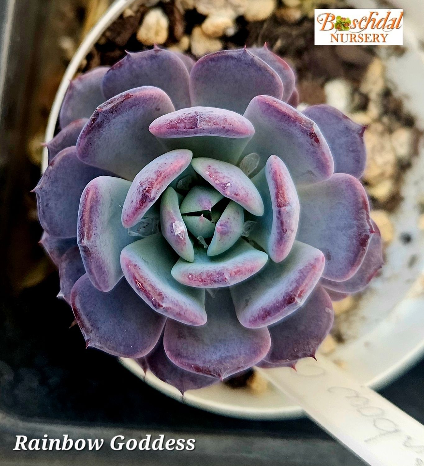 Echeveria Rainbow Goddess