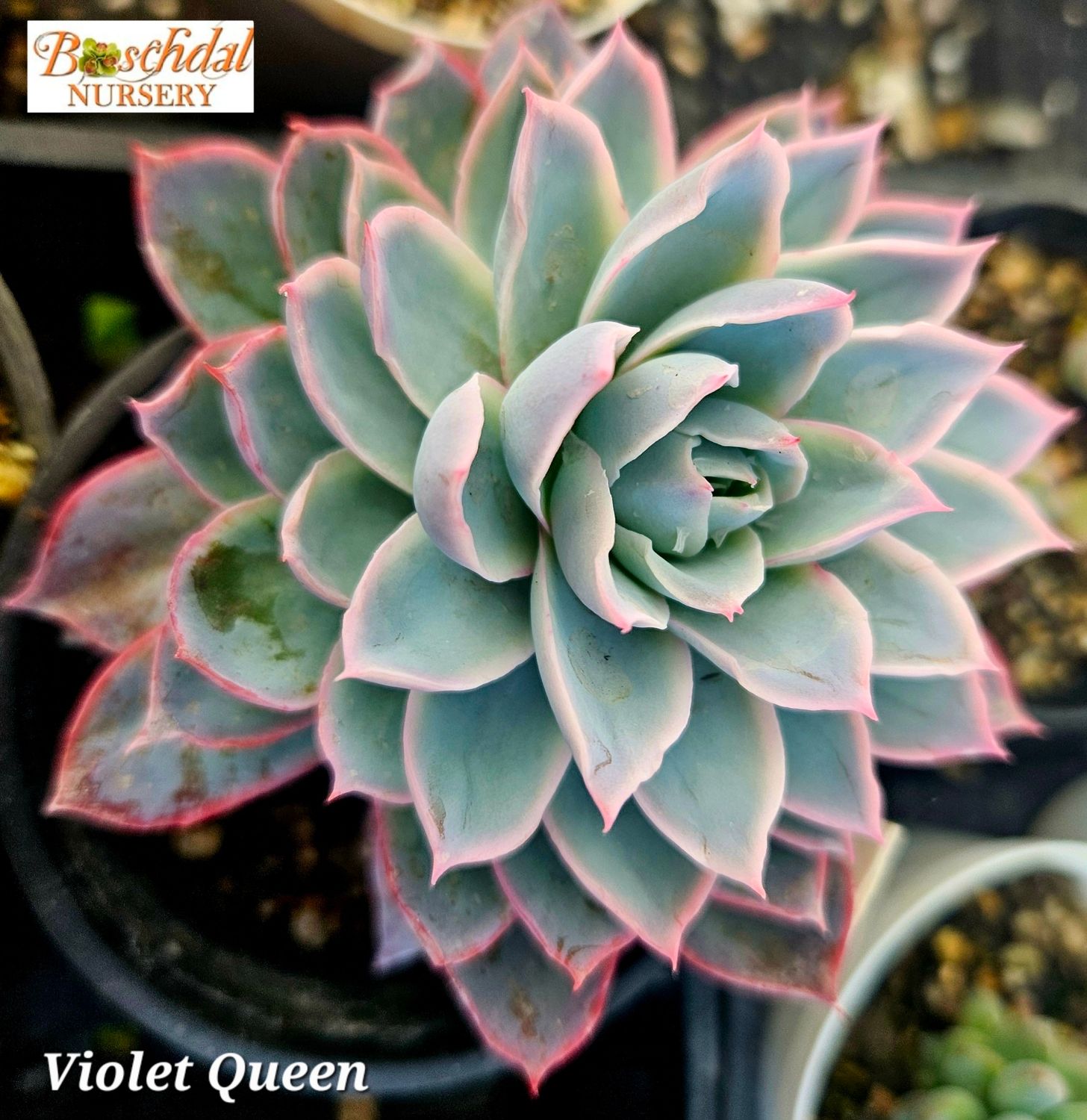 Echeveria Violet Queen
