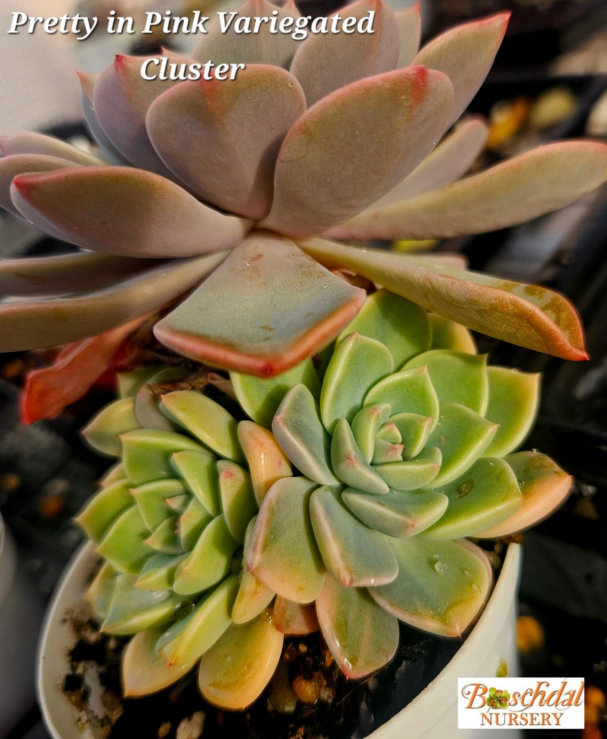 Echeveria Pretty in Pink Variegated