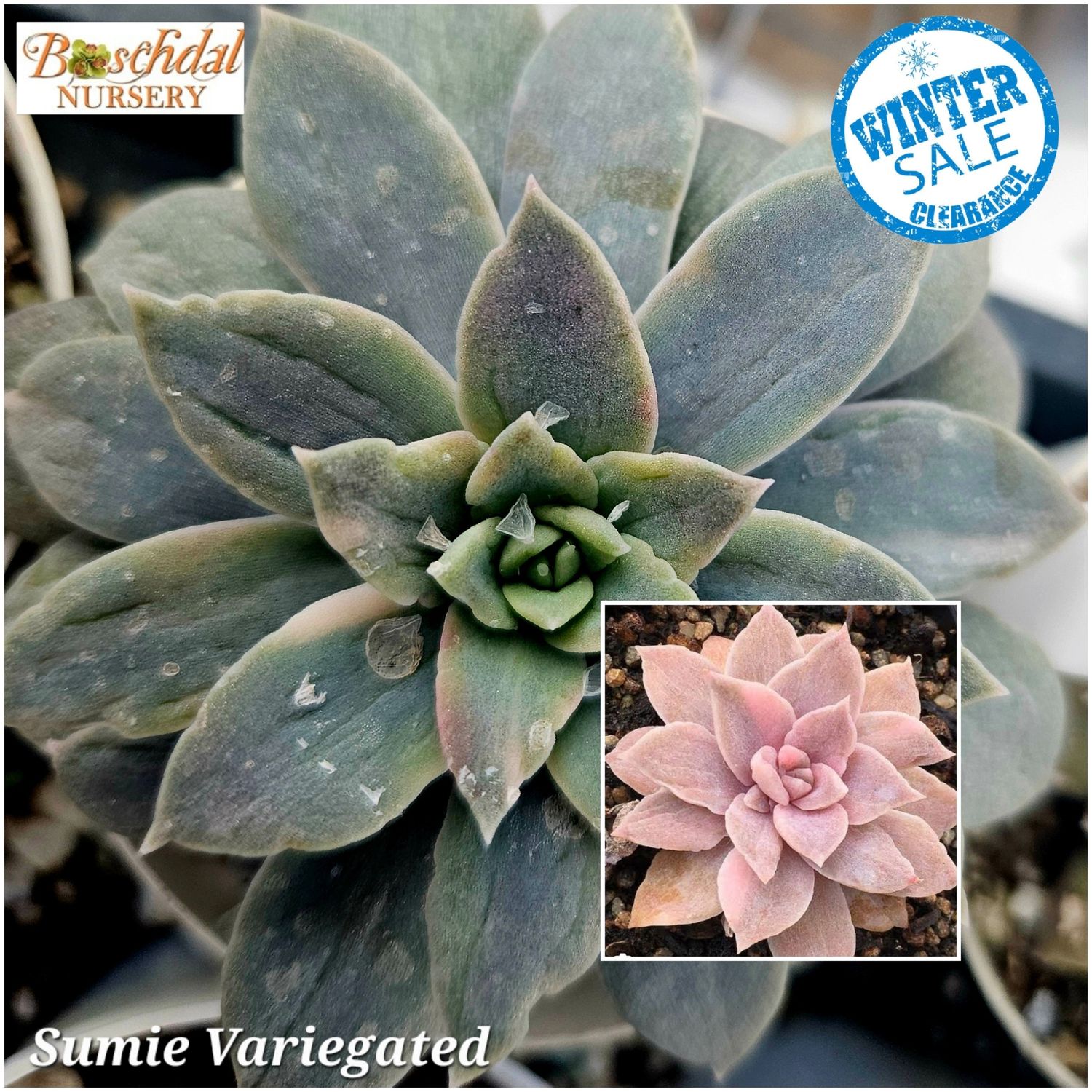 Echeveria Sumie Variegated