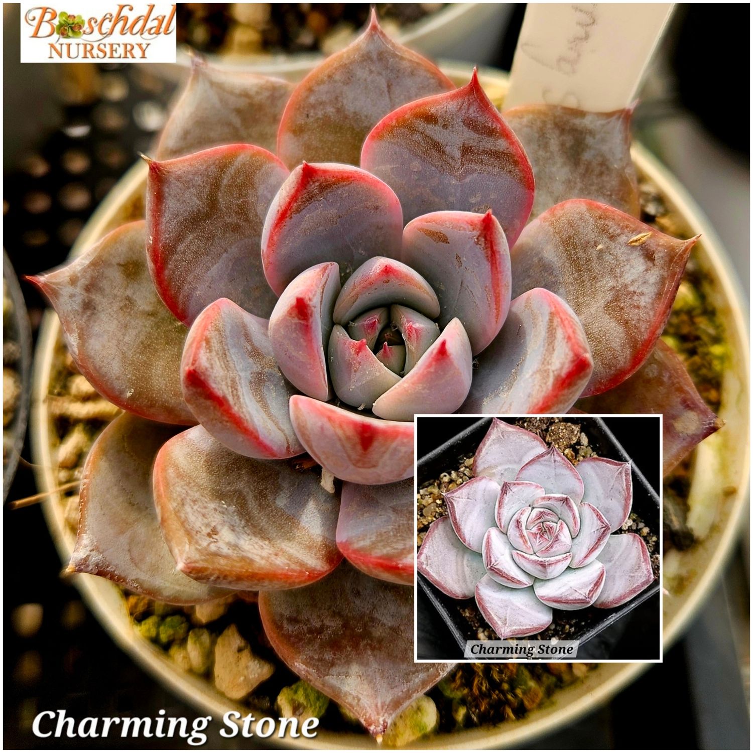 Echeveria Charming Stone