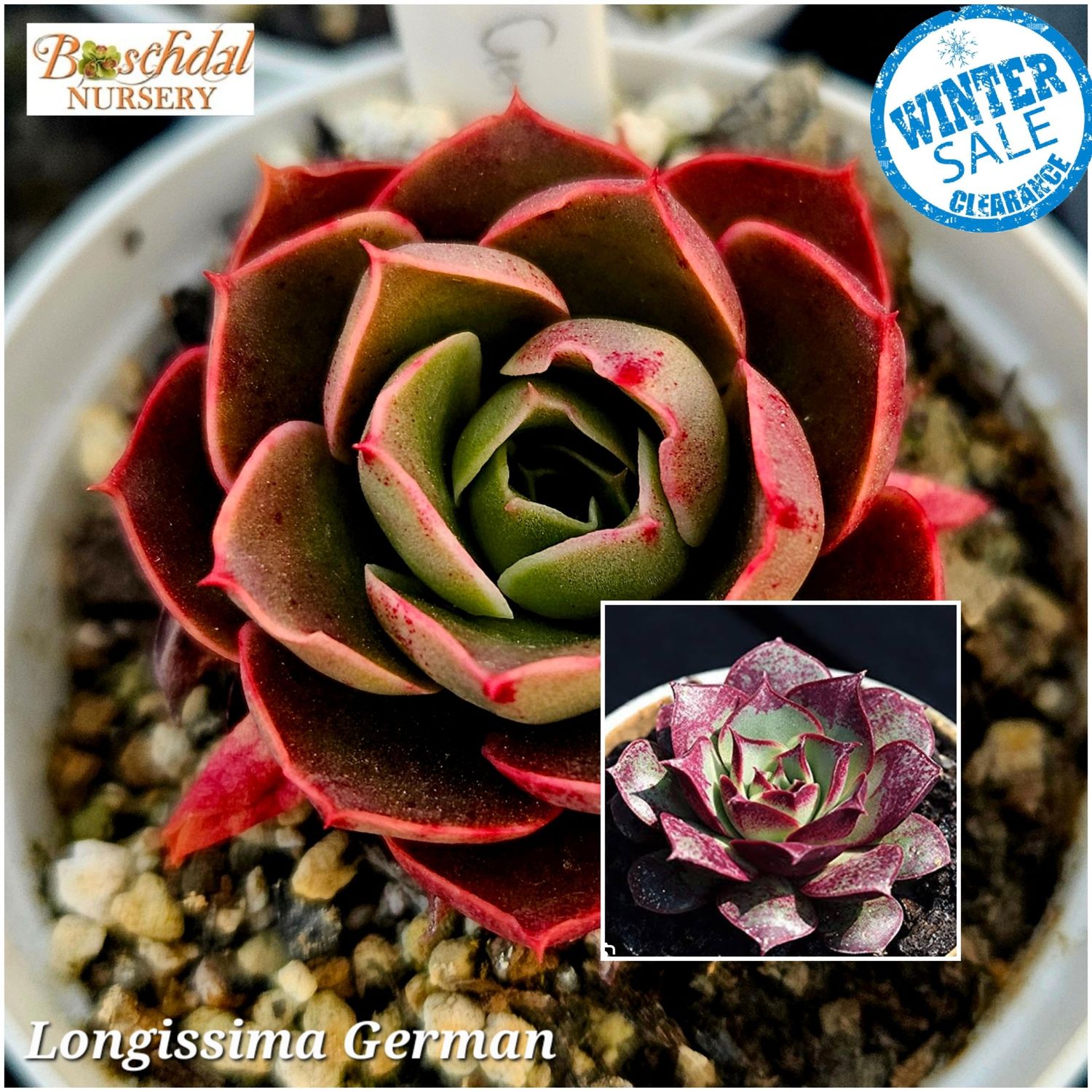 Echeveria Longissima German