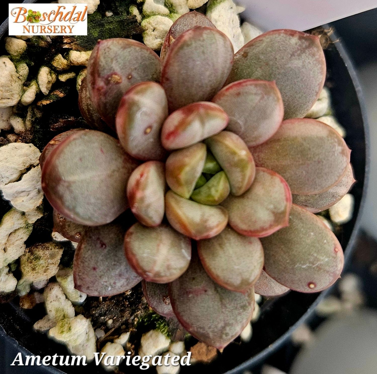 Graptopetalum Ametum