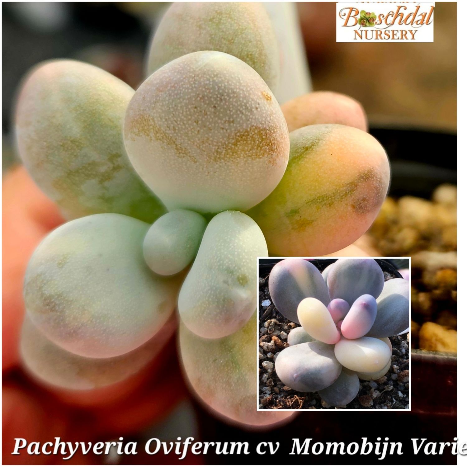 Pachyphytum oviferum Variegated