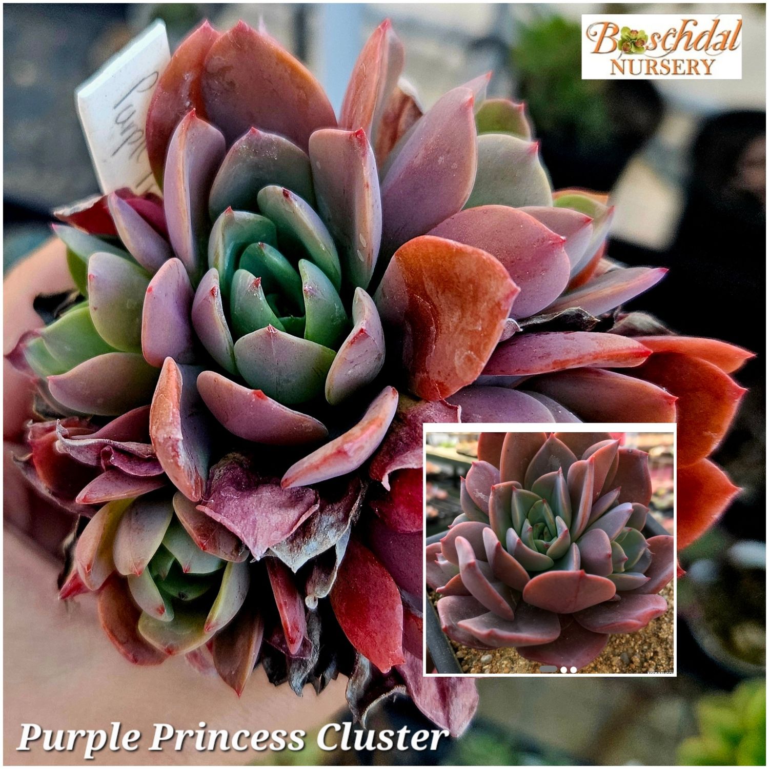 Echeveria Purple Princess Cluster