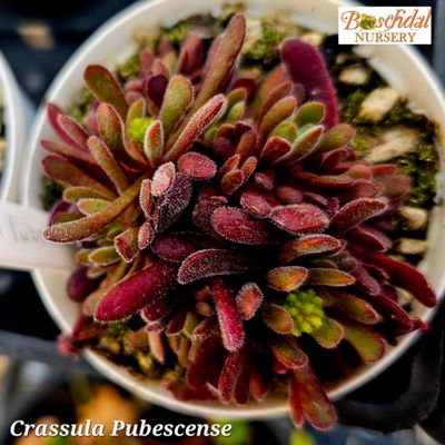 Crassula Pubescense