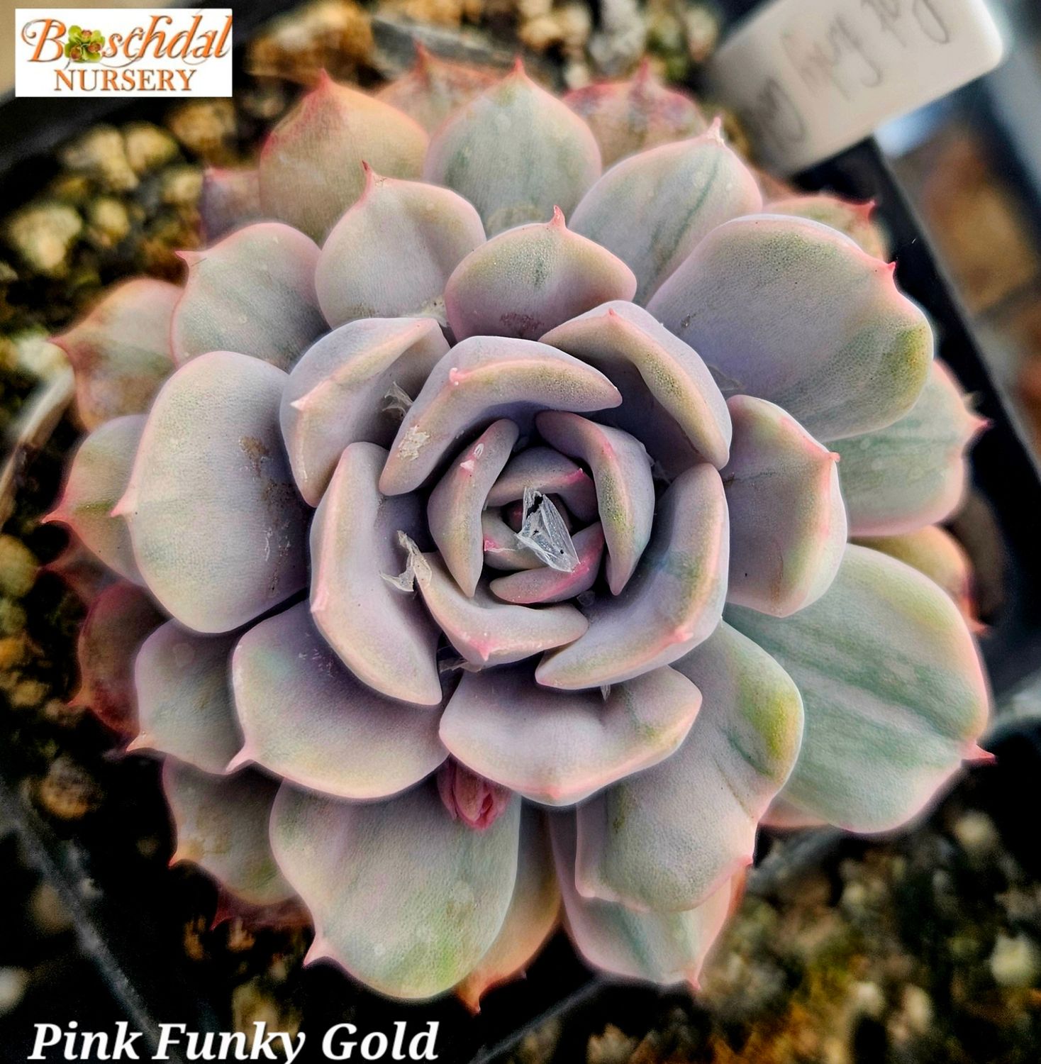 Echeveria Pink Funky Gold