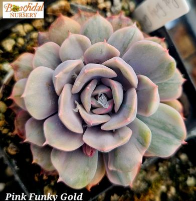 Echeveria Pink Funky Gold