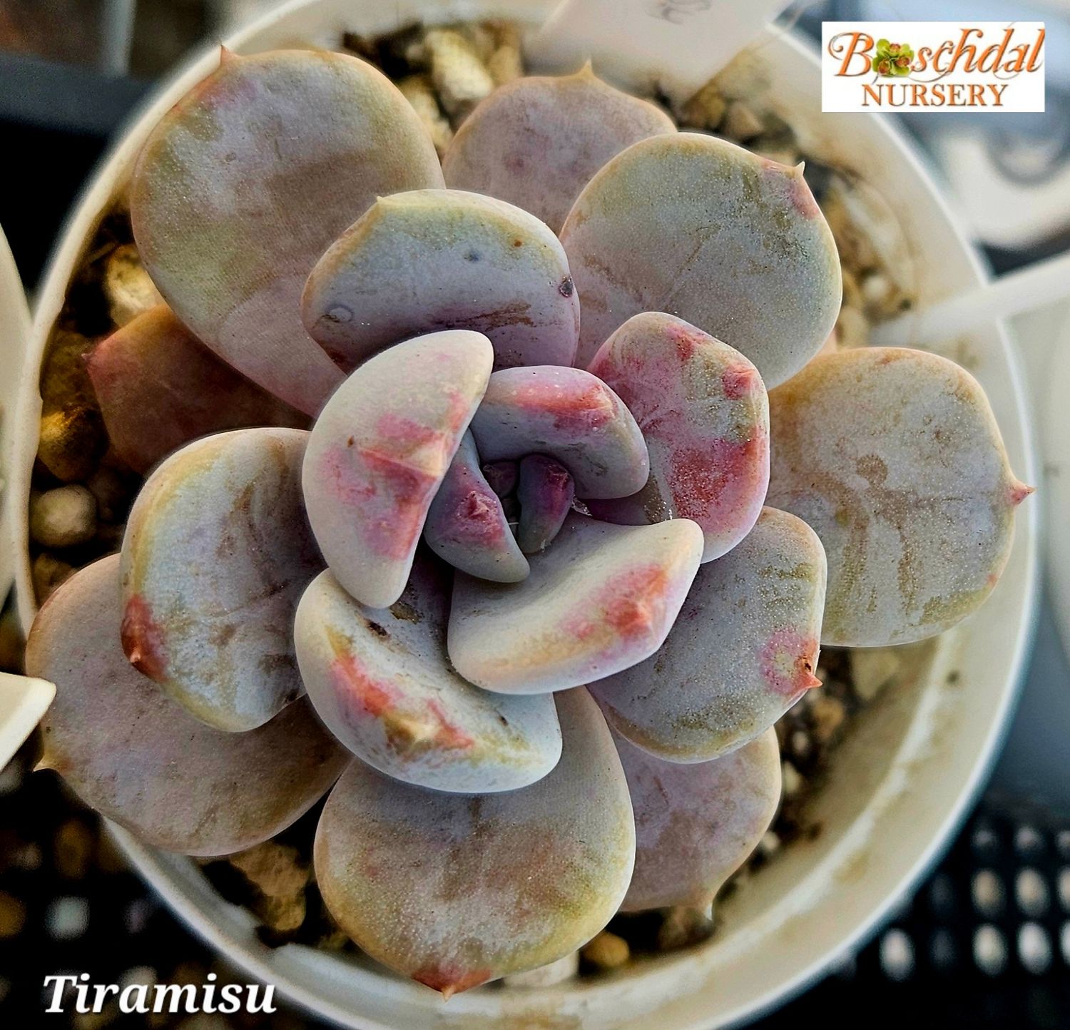 Echeveria Tiramisu