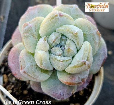 Echeveria Ice Green cross